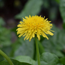 Load image into Gallery viewer, Dandelions grown in nz