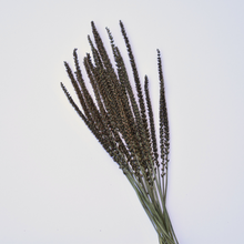 Load image into Gallery viewer, dried plantain stems | dried flowers nz