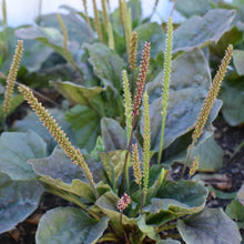 Load image into Gallery viewer, Broadleaf plantain nz | Toi Toi Botanicals