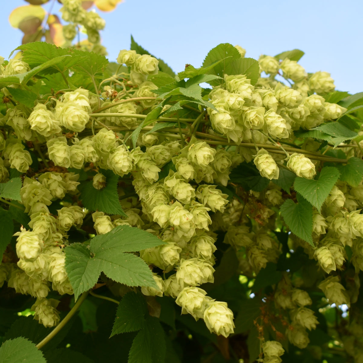 Dried Hops Flowers NZ Toi Toi Botanicals dried-hops-flowers-nz-toi-toi-botanicals