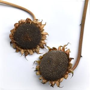 Buy a sunflower seed head to feed to the birds nz