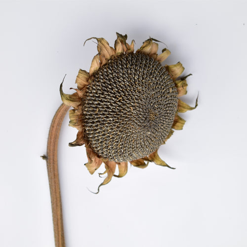 Sunflower seed for birds