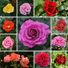 Load image into Gallery viewer, Roses from Toi Toi Botanicals