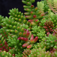 Load image into Gallery viewer, Succulent Plants - small collection