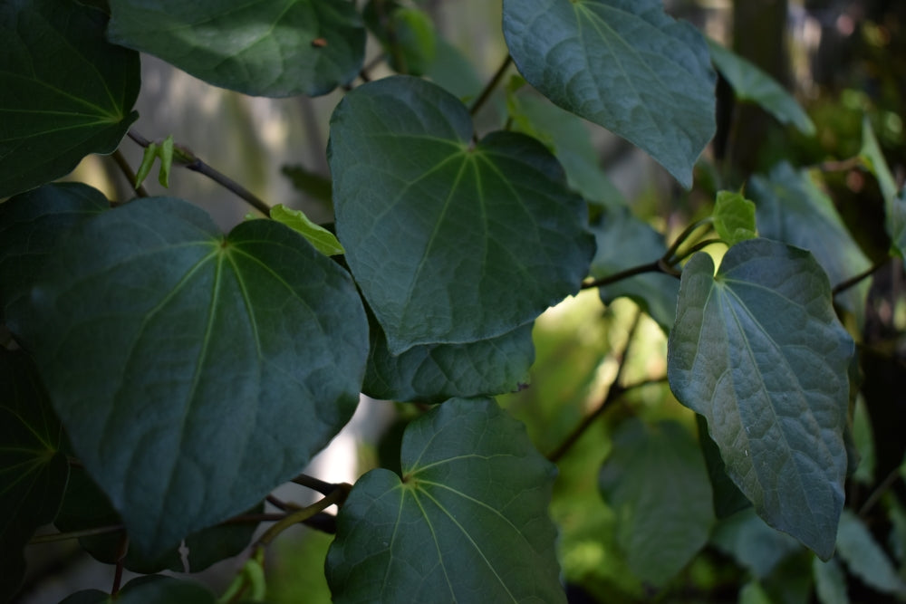 Fresh Kawakawa Leaves Toi Toi Botanicals