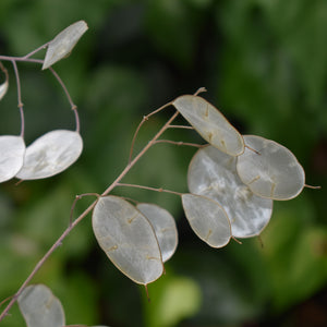 Dried honesty leaves