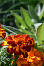 Load image into Gallery viewer, Deep orange and yellow marigold flower with dew drops. Buy the seed from Toi Toi Botanicals.