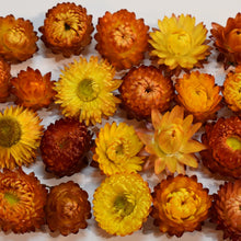 Load image into Gallery viewer, Burnt orange strawflower heads available at Toi Toi Botanicals