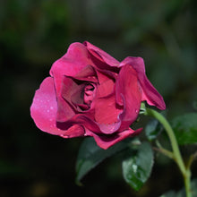 Load image into Gallery viewer, Rose Infused Oil available at Toi Toi Botanicals