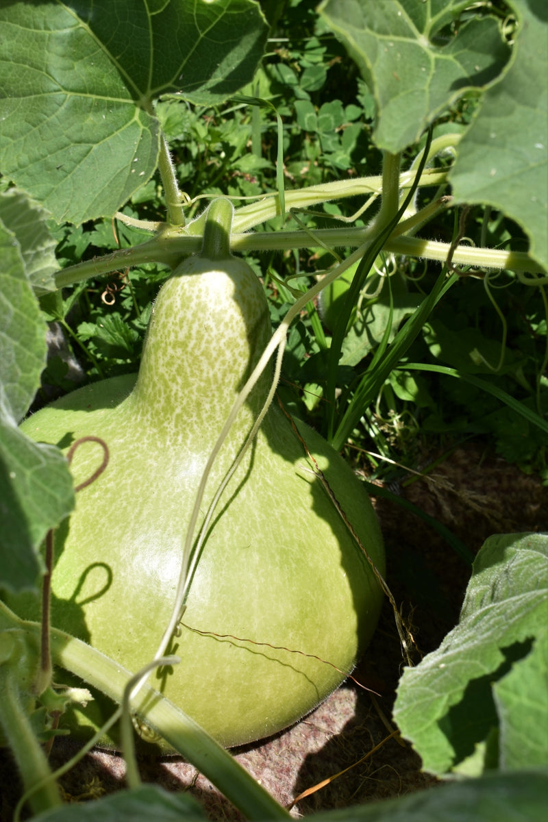 Pods & Gourds – Toi Toi Botanicals