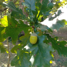 Load image into Gallery viewer, Acorn on the tree