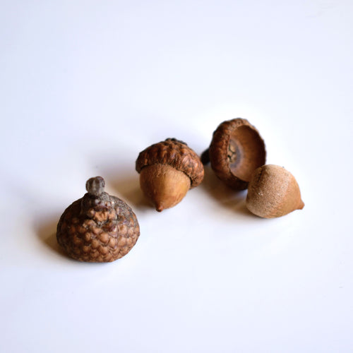 Four acorns on a white background