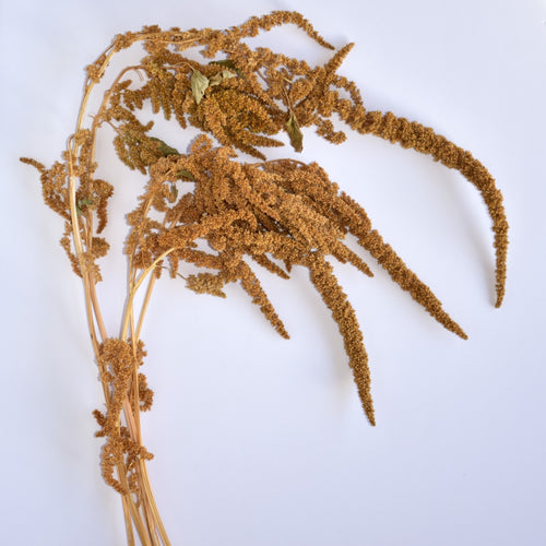 Dried amaranth hot biscuits stems group of 5