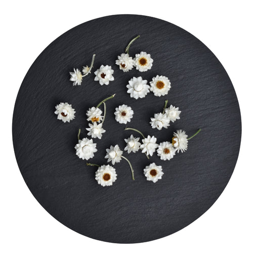 Everlasting daisies | Ammobium daisy heads