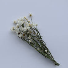 Load image into Gallery viewer, Winged Everalsting Stems - Ammobium