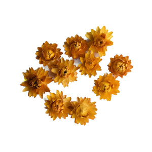 Gold coloured strawflower heads to use in crafts or pot pourri