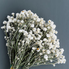 Load image into Gallery viewer, Winged Everalsting Stems - Ammobium