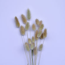 Load image into Gallery viewer, Dried Lagurus ovatus bunny tails nz