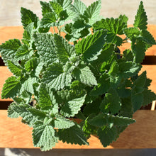 Load image into Gallery viewer, Catnip plant for sale nz