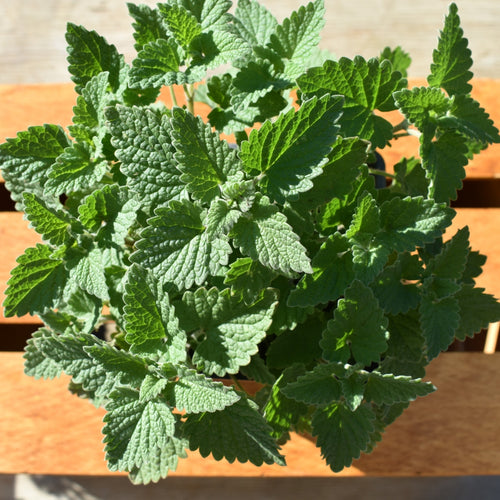 Catnip plant for sale nz