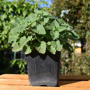 Catnip plant for cat toys or tea