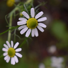 Load image into Gallery viewer, Chamomile Flowers NZ