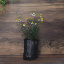 Load image into Gallery viewer, Chamomile plant for sale at Toi Toi Botanicals