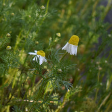 Load image into Gallery viewer, Camomile plant for sale nz