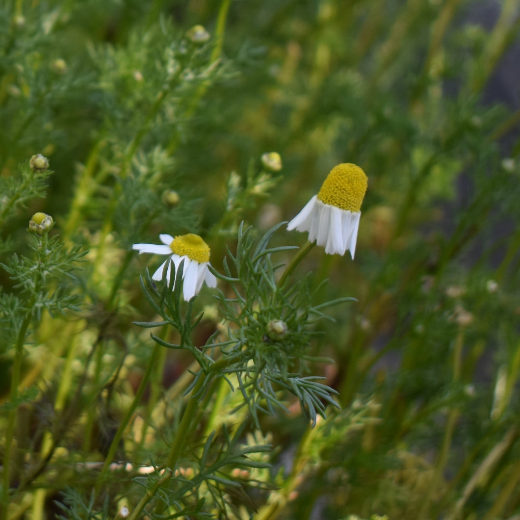 Camomile plant for sale nz