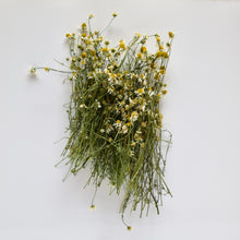 Load image into Gallery viewer, Chamomile flowers and stem