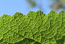 Load image into Gallery viewer, nz grown clary sage leaf held up to the sun