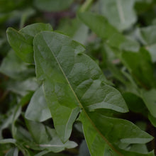 Load image into Gallery viewer, Dandelion leaf grown in NZ