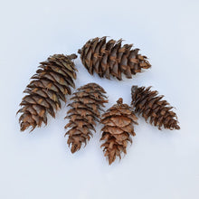 Load image into Gallery viewer, Douglas Fir cones for crafting