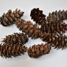 Load image into Gallery viewer, Douglas fir cones for sale nz