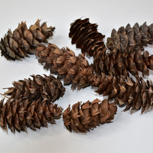 Douglas fir cones for sale nz