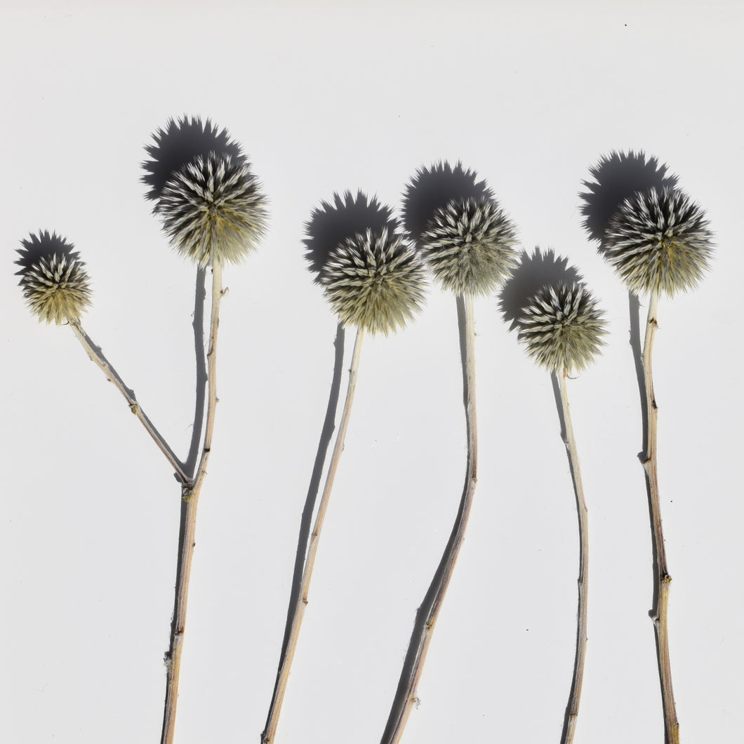 Echinops Stems - Dried