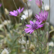 Load image into Gallery viewer, Ever lasting daisy dried flowers NZ