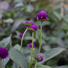 Load image into Gallery viewer, gomphrena plant for sale