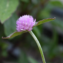 Load image into Gallery viewer, dried flower plants for sale at Toi Toi Botanicals