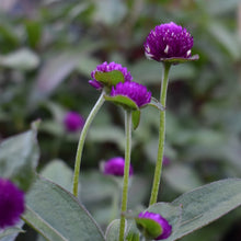 Load image into Gallery viewer, Growing Gomphrena NZ