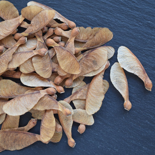 Helicopter Seeds