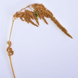 Amaranth single stem of hot biscuits