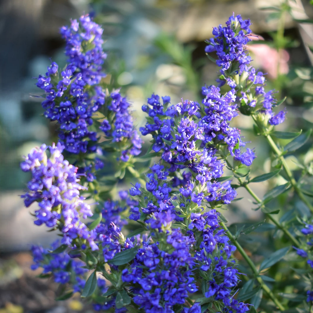 hyssop herb plant for sale NZ