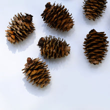 Load image into Gallery viewer, small larch cones for crafting or wreath making