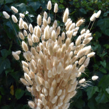 Load image into Gallery viewer, A bunch of dried bunnytails nz