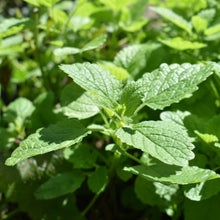 Load image into Gallery viewer, Lemon balm leaves nz | Toi Toi Botanicals