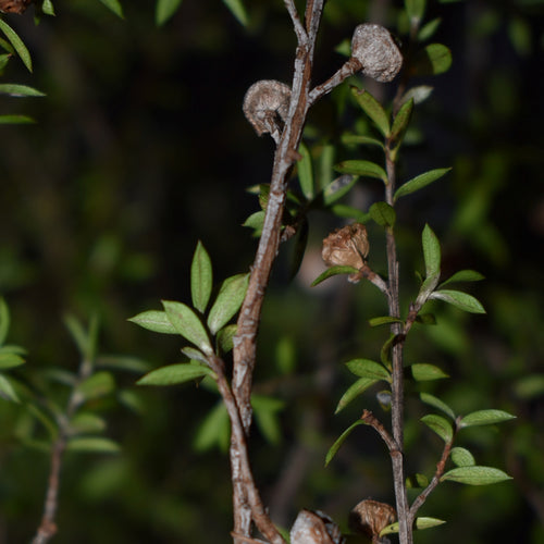 Dried manuka leaves | Toi Toi Botancials