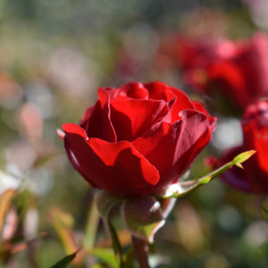 A mini red rose bud growing