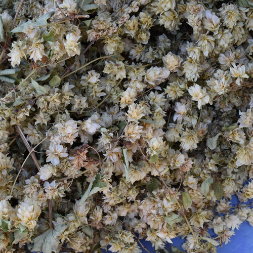Dried Hops Flowers/Cones/Strobiles - Last Season