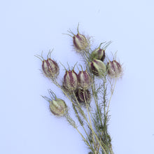 Load image into Gallery viewer, Dried Nigella Stems - Love In A Mist